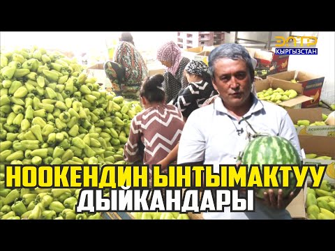 Видео: Ноокен Бүргөндү.Бир айыл,бирдей эгин #ЭЛЕТБАЯНЫ