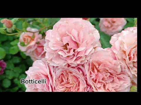 Видео: Botticelli / Боттічеллі@TroyandiOleksandri