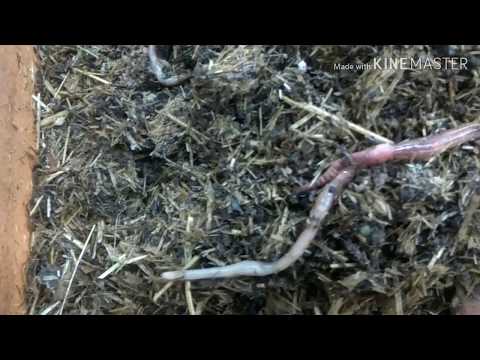 Видео: Беспокойство маточного червя! К чему приведет?