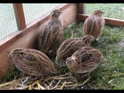 Видео: Содержание и разведение перепелов в домашних условиях  день 30