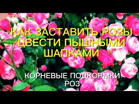 Видео: Розы. Как заставить розы цвести пышными шапками. Тонкости подкормок роз весь сезон.🌹🌹🌹 Часть 2.