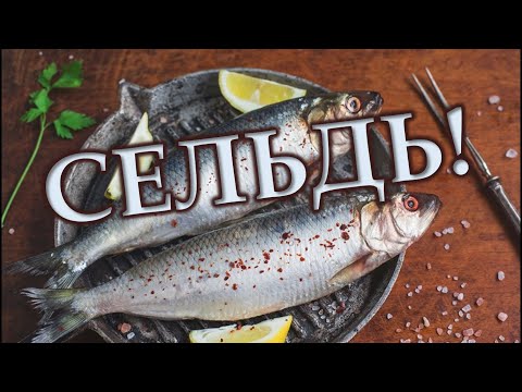 Видео: Сельдь. Польза и вред