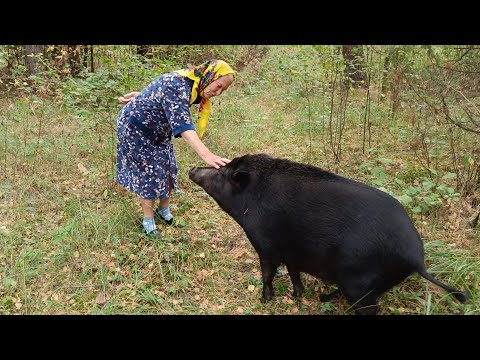 Видео: Девяностолетняя бабуля смогла усмирить дикого кабана.