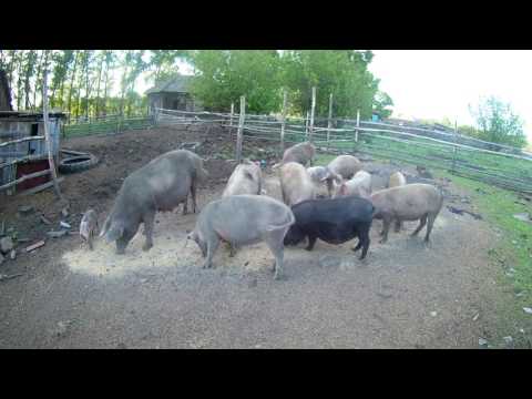 Видео: Содержание свиней. Как это происходит у нас// Жизнь в деревне