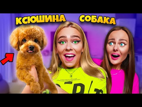 Видео: МЫ КУПИЛИ СЕСТРЕ СОБАКУ на 5 000 000 Подписчиков ! *Трогательно*