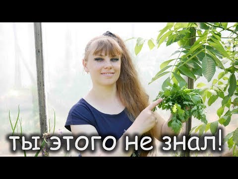 Видео: Все Тонкости и Хитрости выращивания ПЕТРУШКИ!!!
