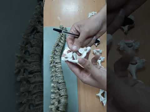 Видео: Тұлға қаңқасы  Омыртқа бағанасы