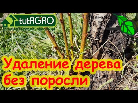 Видео: Как УБРАТЬ ЛЮБОЕ ДЕРЕВО БЕЗ ПОРОСЛИ и БЕЗ ПОСЛЕДСТВИЙ. Простой способ избавиться от ненужного дерева