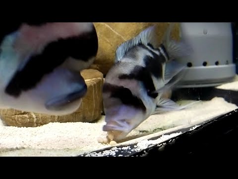 Видео: Достаточно редкие кадры нереста Фронтоз "Black widow"