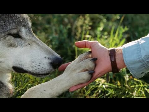 Видео: Спасенный Егерем из Капкана Волчонок Отплатил ДОБРОМ спустя много лет