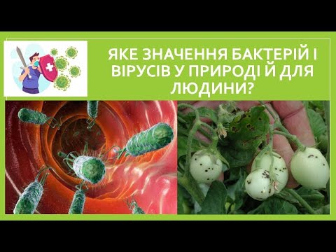 Видео: Яке значення бактерій і вірусів у природі й для людини