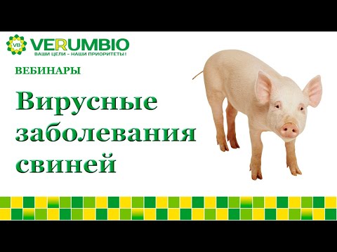 Видео: Вирусные угрозы в свиноводстве