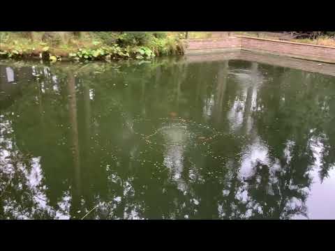 Видео: Карпы КОИ в пруду Скоро морозы