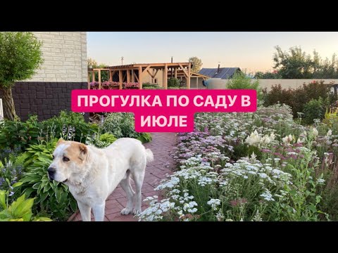 Видео: ПРОГУЛКА ПО САДУ В ИЮЛЕ