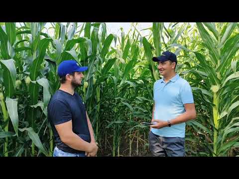 Видео: Силос Кукуруза/ Жугору Силос Кыргызстан