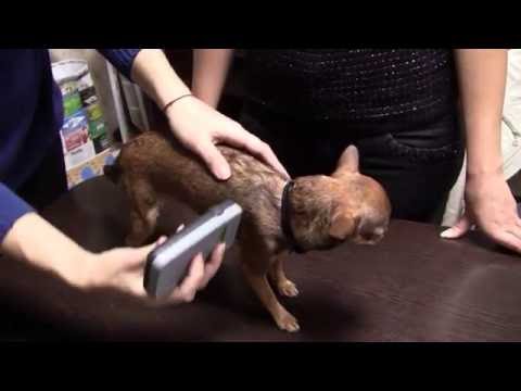 Видео: Как найти микрочип в собаке, сканировать чипированную собаку?