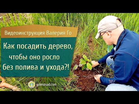 Видео: Как посадить дерево, чтобы оно росло без полива и ухода?!