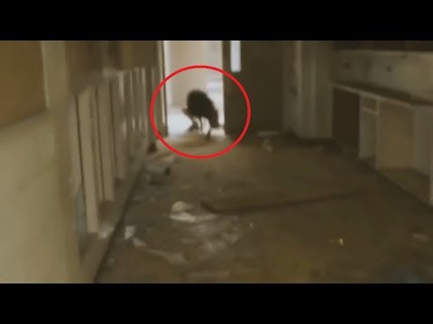 Видео: ТОП 5 СЛУЧАЕВ ЖЕСТИ НА ЗАБРОШКЕ (ЧАСТЬ 2)