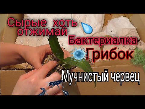 Видео: ⚡️ОСТОРОЖНО продавцы орхидей  РЕВЕЛА горючими слезами после распаковки этой посылки😭