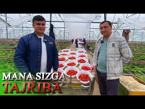 Видео: 15-МАРТ ҚУЛУПНАЙ ТEРИМИ