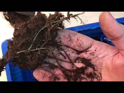 Видео: как вырастить фикус из ЛИСТА. Часть 2 / Grow a FICUS from a LEAF