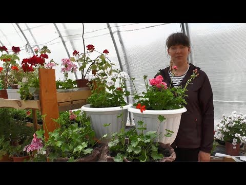 Видео: Высадка плющелистной пеларгонии в вазоны и кашпо
