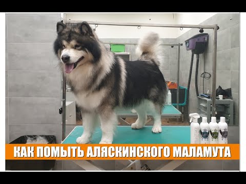 Видео: КАК ПОМЫТЬ АЛЯСКИНСКОГО МАЛАМУТА / Groomtime for Alaskan Malamute