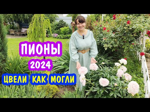 Видео: Страдали, но ЦВЕЛИ... Мои герои! ПИОНЫ 2024.