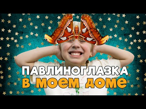 Видео: Павлиноглазка Атлас в моем доме // Atlas Peacock Eye #бабочка #павлиноглазка #AtlasPeacockEye