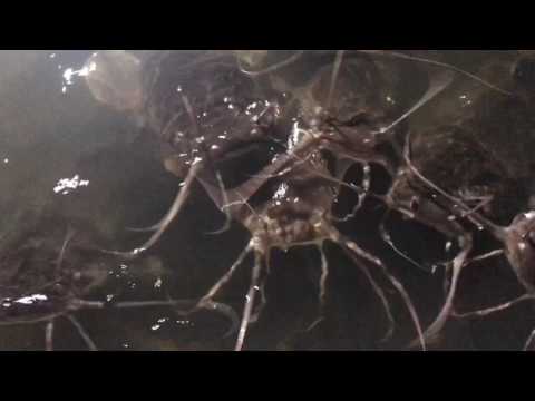 Видео: АкваПром: Узв-без биофильтра. Реально работает