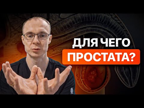 Видео: Для чего простата? Зачем нужна простата? Врач уролог-андролог. Москва.