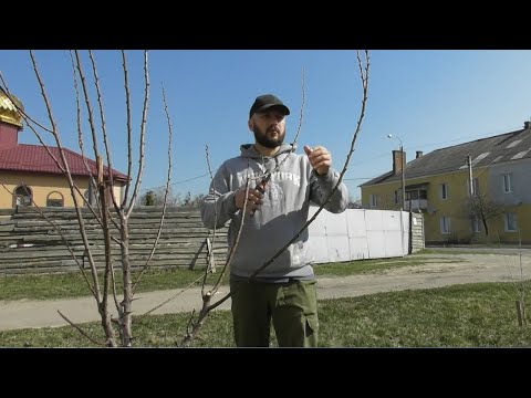 Видео: Як обрізати абрикос - однолітнє та трирічне дерево. Формування чашею та з центральним провідником