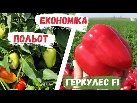Видео: Економіка вирощування перцю. Собівартість перцю. Вирощування перцю Польот і гібриду Геркулес F1