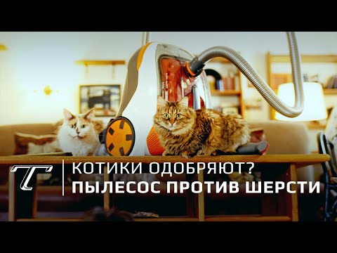 Видео: Тест Thomas DryBOX+AquaBOX Cat & Dog | Для владельцев кошек и собак
