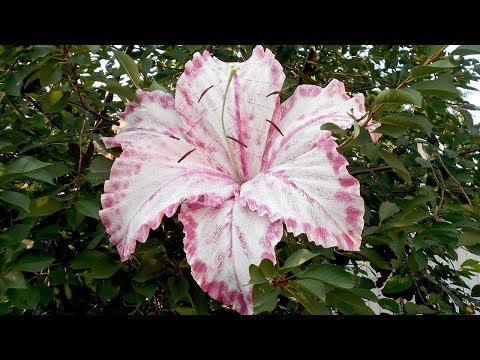 Видео: Огромная лилия