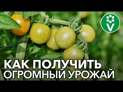 Видео: СЕКРЕТЫ ВЫРАЩИВАНИЯ ТОМАТОВ В ОТКРЫТОМ ГРУНТЕ