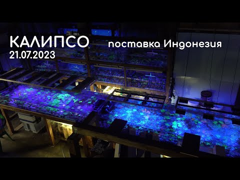Видео: Калипсо  Поставка Индонезия 21 07 2023