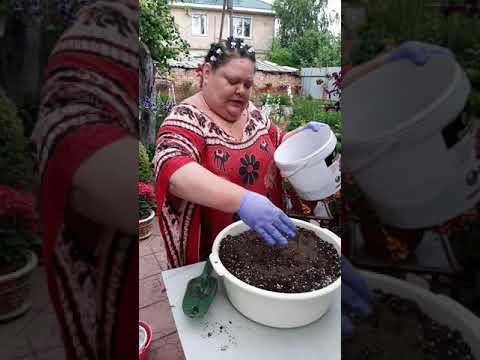 Видео: перевалка цветущей пеларгонии