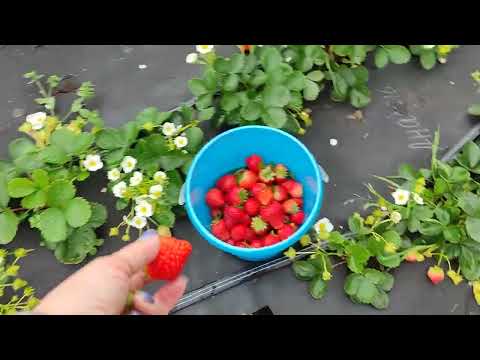 Видео: Фенг- Сянг 🍓🍓🍓и не только