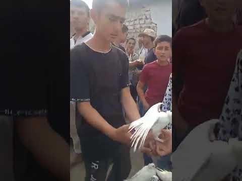 Видео: мург бозори н.А.Чоми👍🔔🤝🇹🇯💯❤️