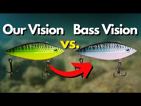 Видео: Цвета басов ДЕЙСТВИТЕЛЬНО видны - некоторые из них могут вас удивить