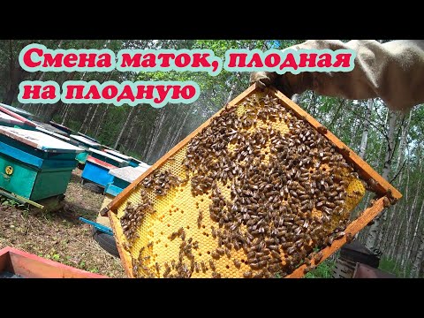 Видео: СМЕНА МАТОК ПЛОДНАЯ НА ПЛОДНУЮ НА ТОЧКЕ №1