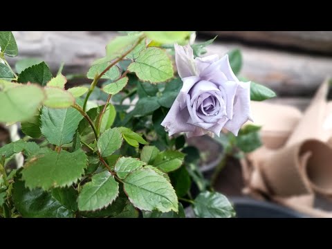 Видео: Суета мая/Грядки/Первые розы