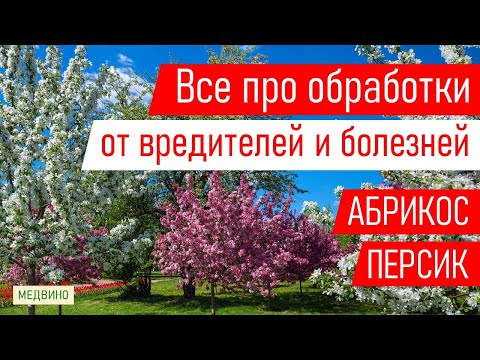 Видео: Секреты обработок абрикосов и персиков: 3-я и последующие обработки