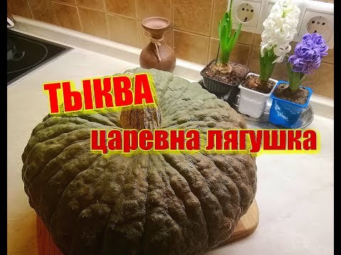 Видео: ТЫКВЕ посвящается... сорт ЦАРЕВНА ЛЯГУШКА.