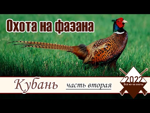 Видео: Охота на фазана.  Кубань 2022. часть 2