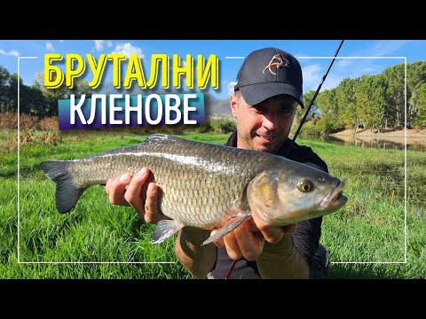 Видео: Брутални кленове на спининг. Риболов на трофейни риби с нов монтаж