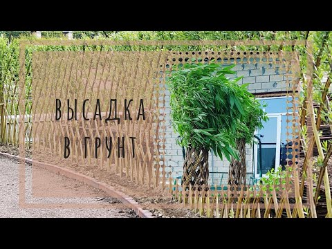 Видео: Высадка в грунт ЖИВОГО дерева #плетеноедерево #livingtree
