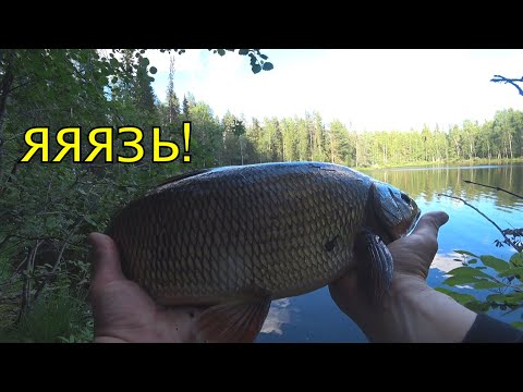 Видео: Рыбалка в Карелии. Часть 2. Первый Хариус, бесстрашные щуки и здоровенный ЯЗЬ !