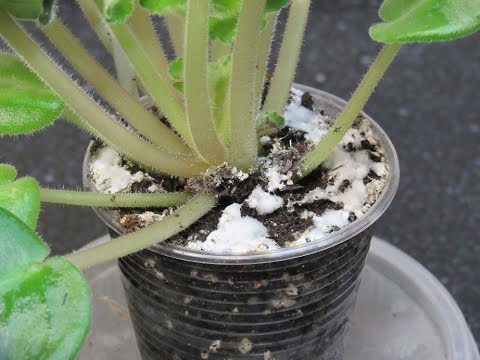 Видео: Плесень в цветочном горшке. Звоночек хозяйке.